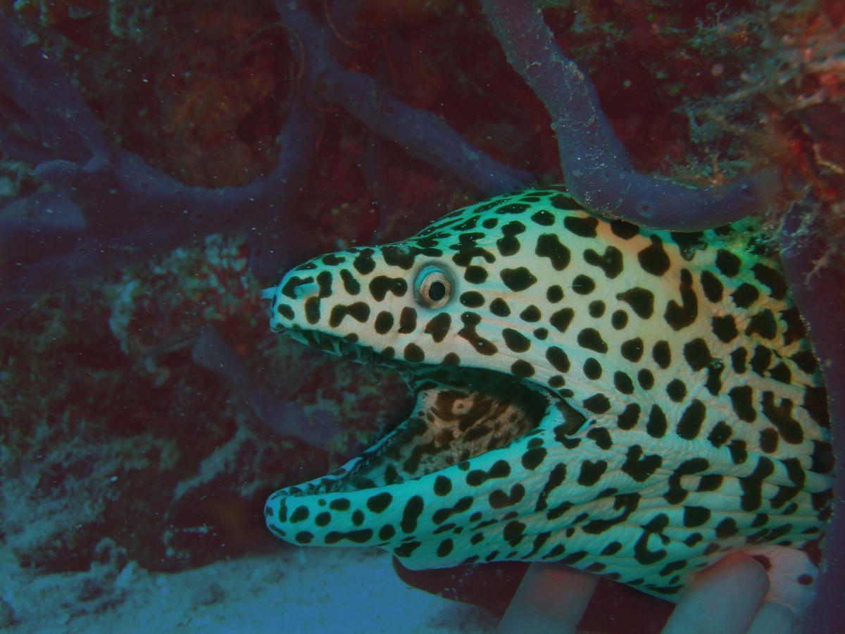 Olhumathi View Inn Ukulhas Eksteriør bilde